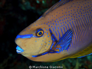 The mask
Nikon D200, 60 micro,twin strobo
Maldive, Alim... by Marchione Giacomo 